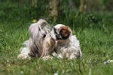 SHIH TZU 319